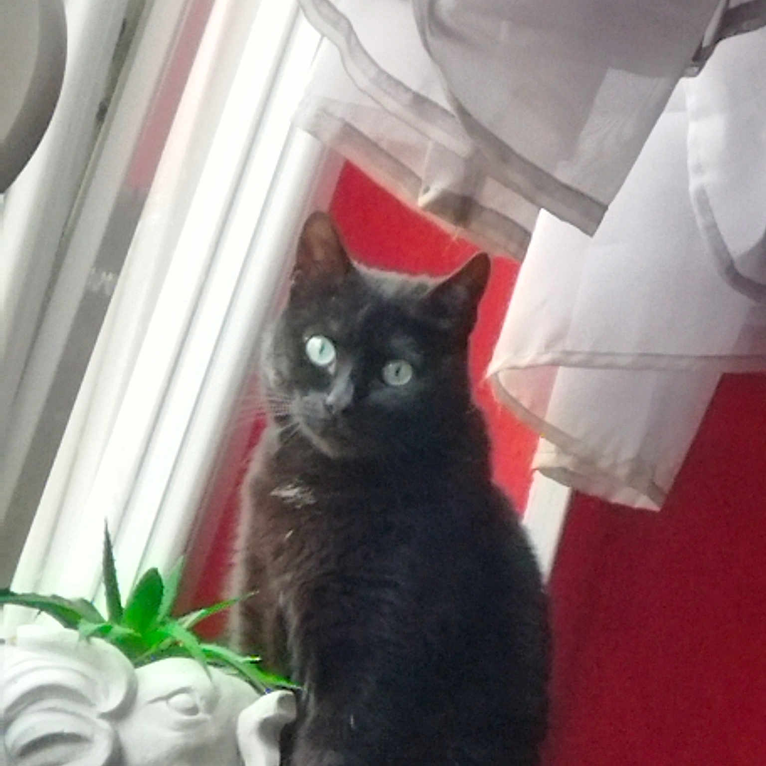 Zola