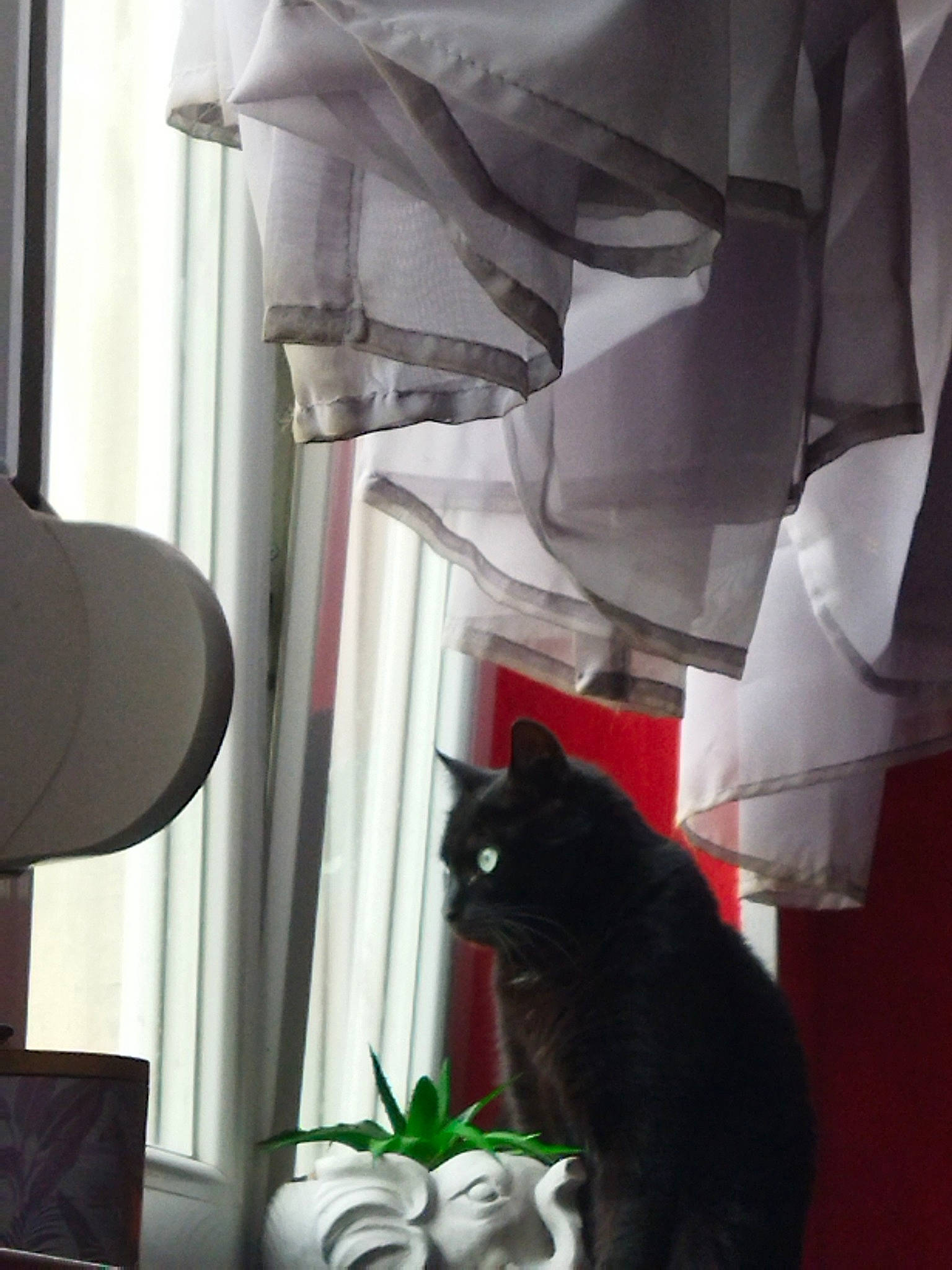 Zola participe au concours pour gagner de l'argent avec cette photo : black_cat, carnivore, cat, comfort, curtain, domestic_short_haired_cat, felidae, fur, grey, lamp, lampshade, light, linens, small_to_medium_sized_cats, tail, textile, tints_and_shades, whiskers, white, window