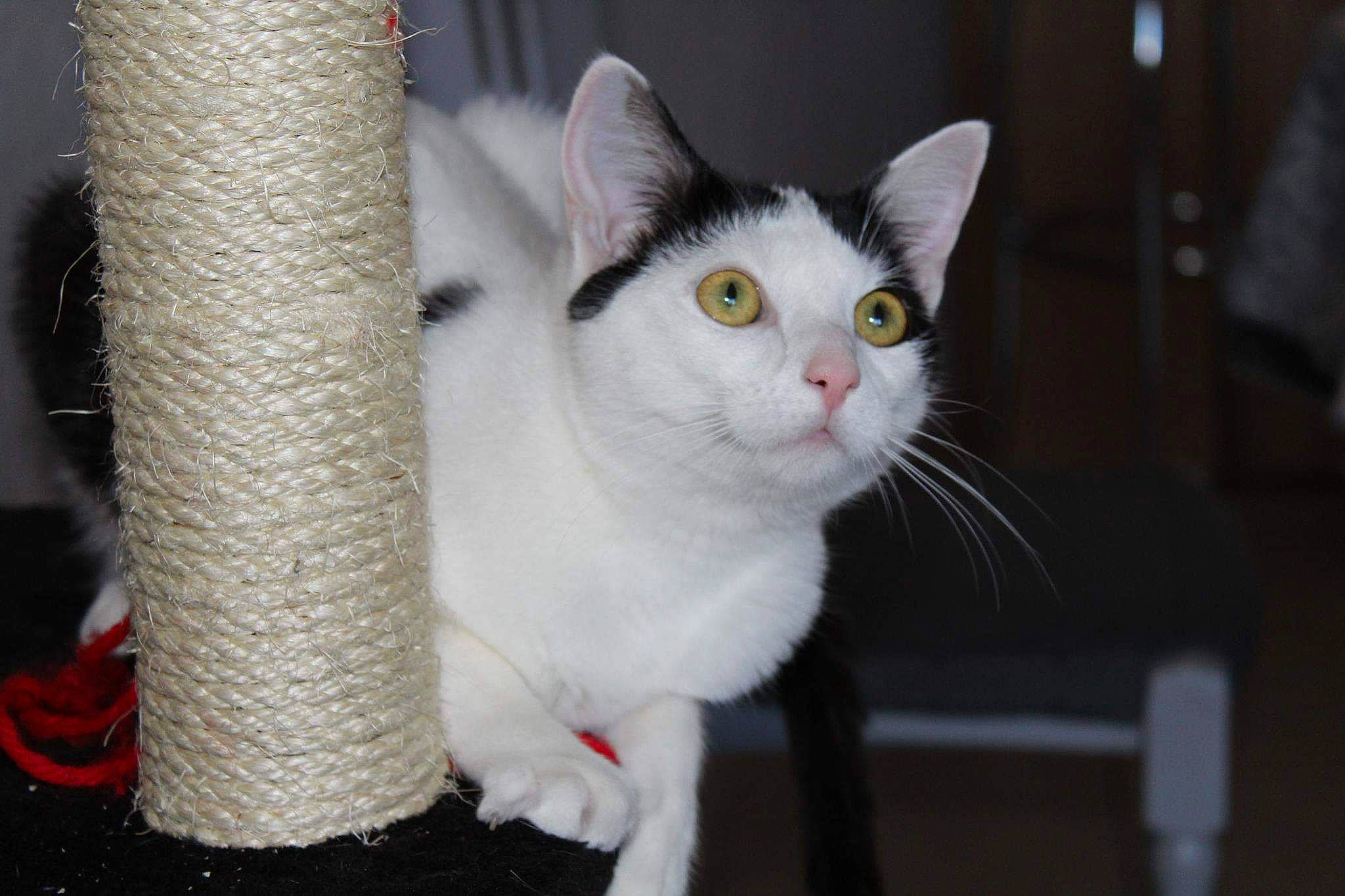 Mulan participe au concours pour gagner de l'argent avec cette photo : carnivore, cat, cat_furniture, domestic_short_haired_cat, eye, felidae, fur, paw, small_to_medium_sized_cats, snout, tail, whiskers, window