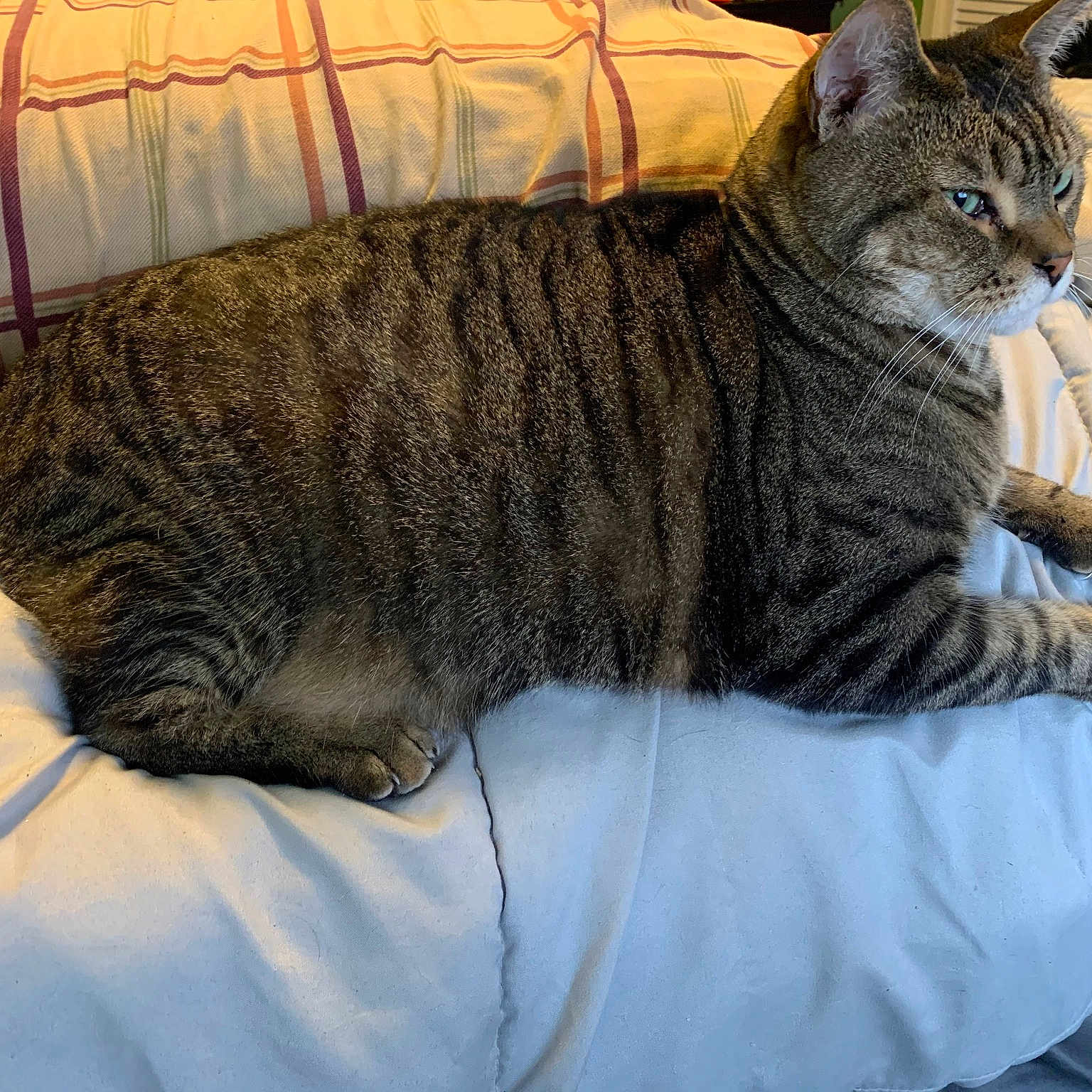 Cat Looking For Hot Man