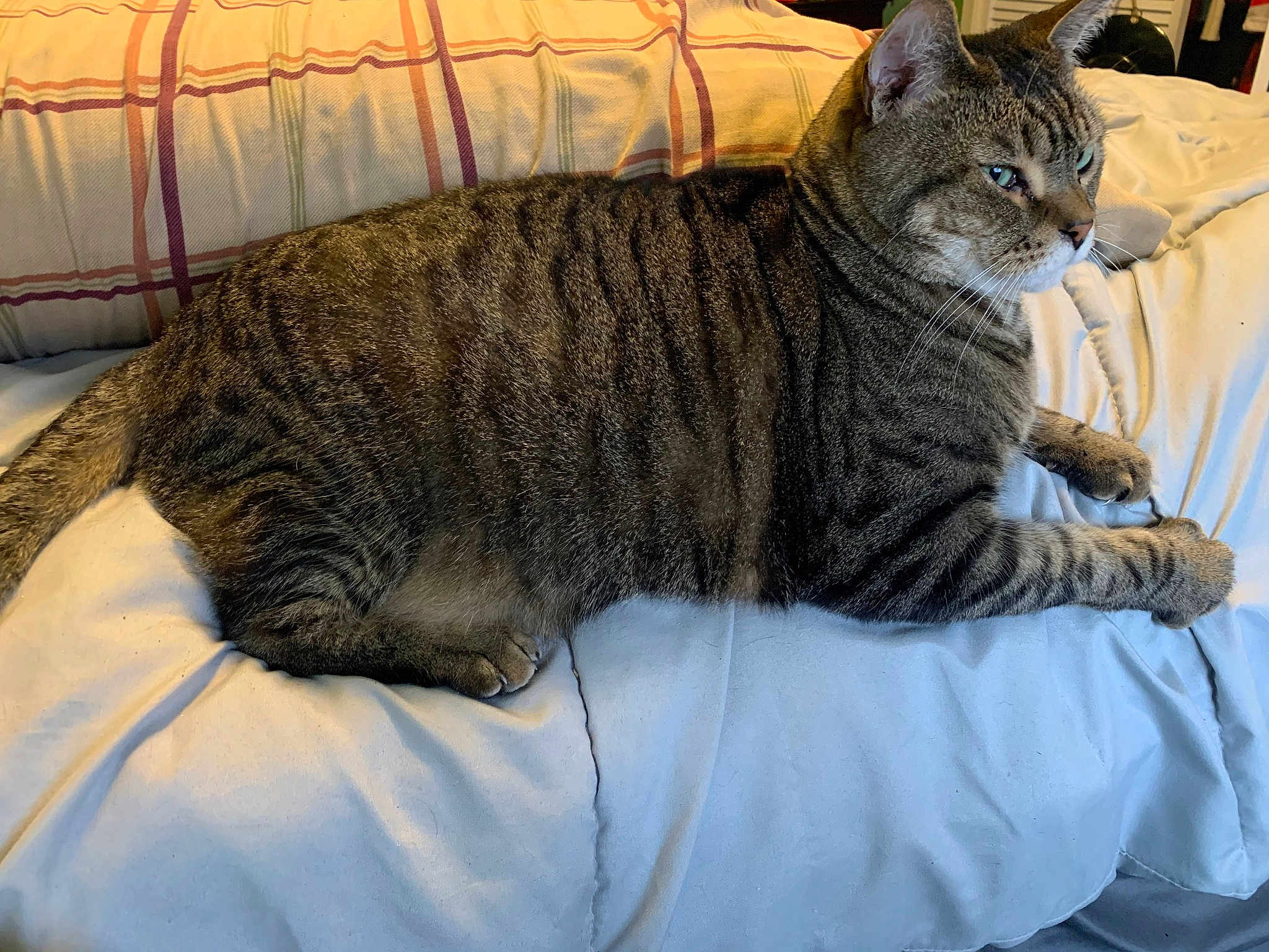 Cat Looking For Hot Man