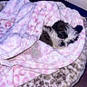 Bella is registered to the contest to win money with this photo: puppy, dog, blanket, pink, heart_pattern, plush_bed, leopard_print, sleeping, indoor, floor, small_dog, fur, cute, cozy, resting, pet, animal, domestic, wrapped, comfortable