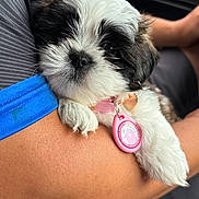 Bella joined the competition — help win amazing prizes! puppy, dog, pet, close_up, black_and_white, fur, collar, tag, sleepy, cute, arm, person, skin, clothing, blue, car_interior, window, seat, resting, cozy