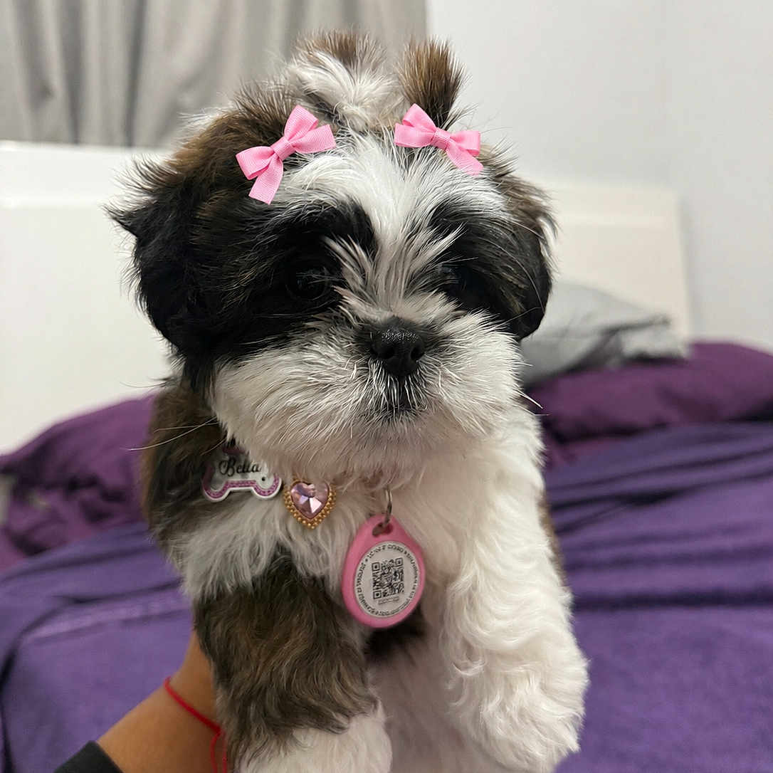 Bella