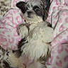 dog, puppy, fluffy, lying_down, blanket, pink, white, heart_pattern, cute, pet, fur, relaxed, indoors, soft_texture, small_dog, companion, animal, cozy, resting, adorable