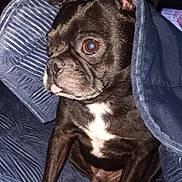 Maximus joined the competition — help win amazing prizes! dog, pet, black_fur, white_patch, blanket, indoor, cozy, cute, small_dog, tongue_out, fur, ears, animal, sitting, close_up, portrait, canine, resting, comfort, home