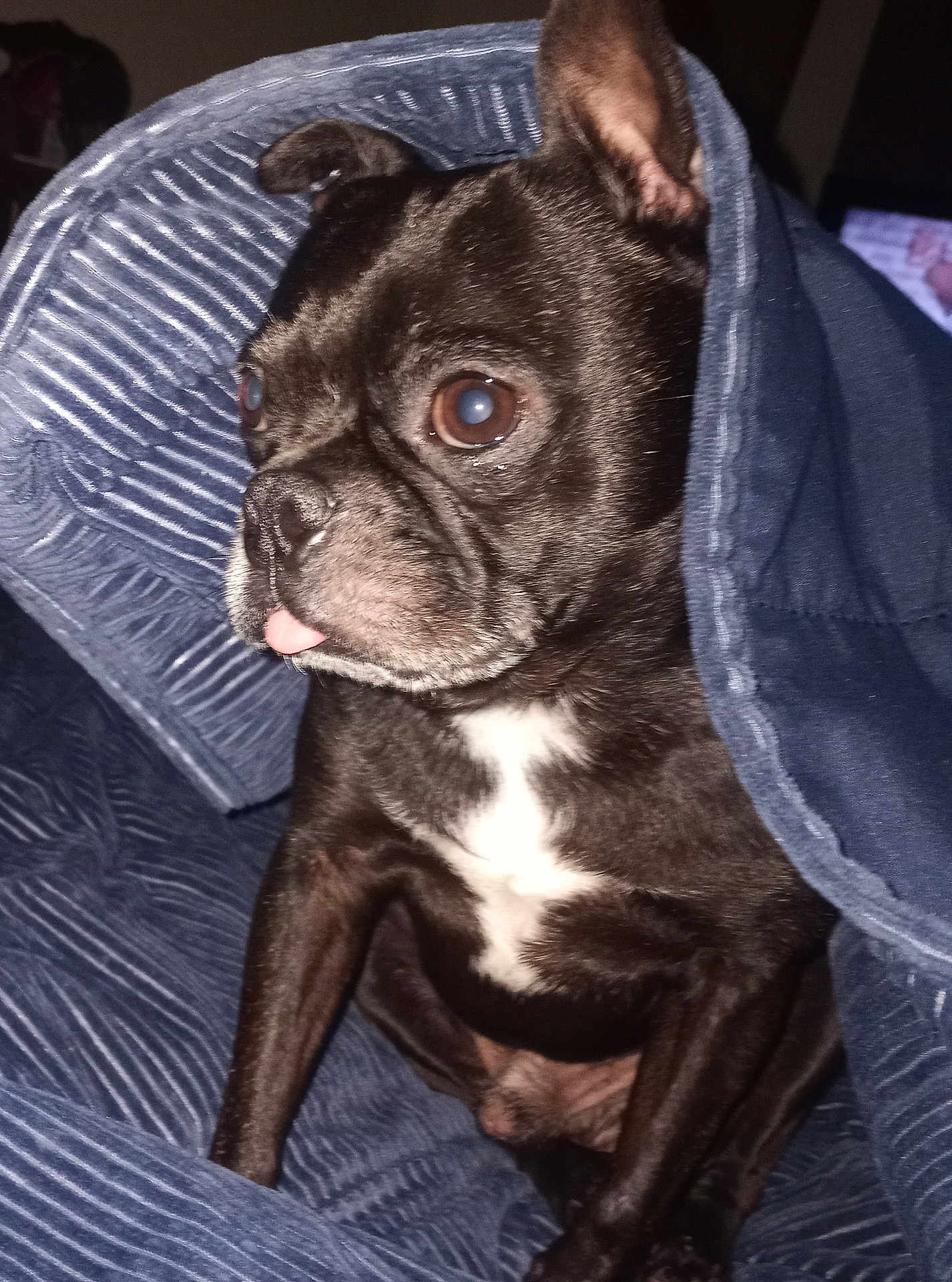 Maximus joined the competition — help win amazing prizes! dog, pet, black_fur, white_patch, blanket, indoor, cozy, cute, small_dog, tongue_out, fur, ears, animal, sitting, close_up, portrait, canine, resting, comfort, home