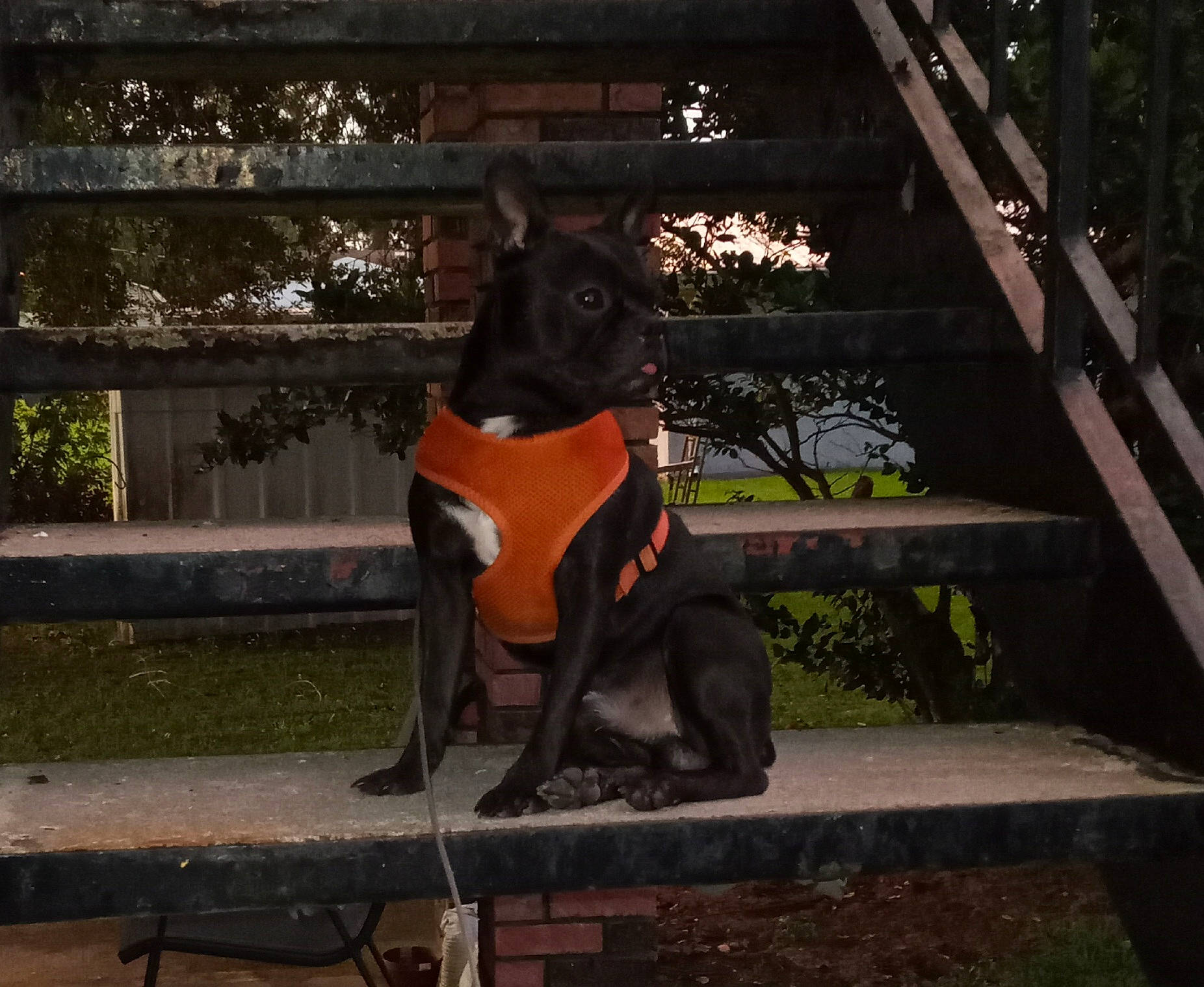 Maximus Cain is registered to the contest to win money with this photo: canidae, carnivore, companion_dog, dog, dog_breed, dog_collar, fawn, felidae, grass, guard_dog, plant, shadow, sitting, small_to_medium_sized_cats, sporting_group, tail, tints_and_shades, toy_dog, tree, wood