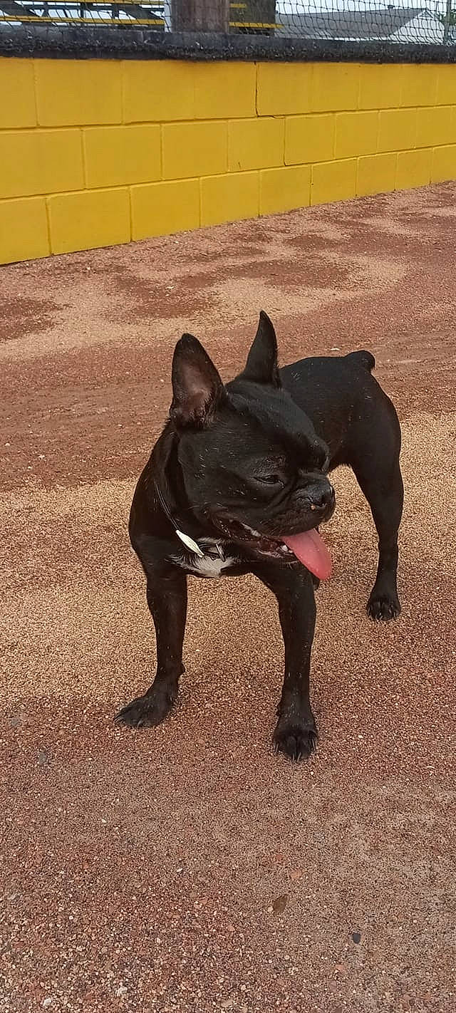 Maximus Cain joined the competition — help win amazing prizes! boston_terrier, bulldog, canidae, carnivore, companion_dog, dog, dog_breed, fawn, french_bulldog, grass, non_sporting_group, sculpture, shadow, snout, sporting_group, tail, terrestrial_animal, toy_dog, working_animal