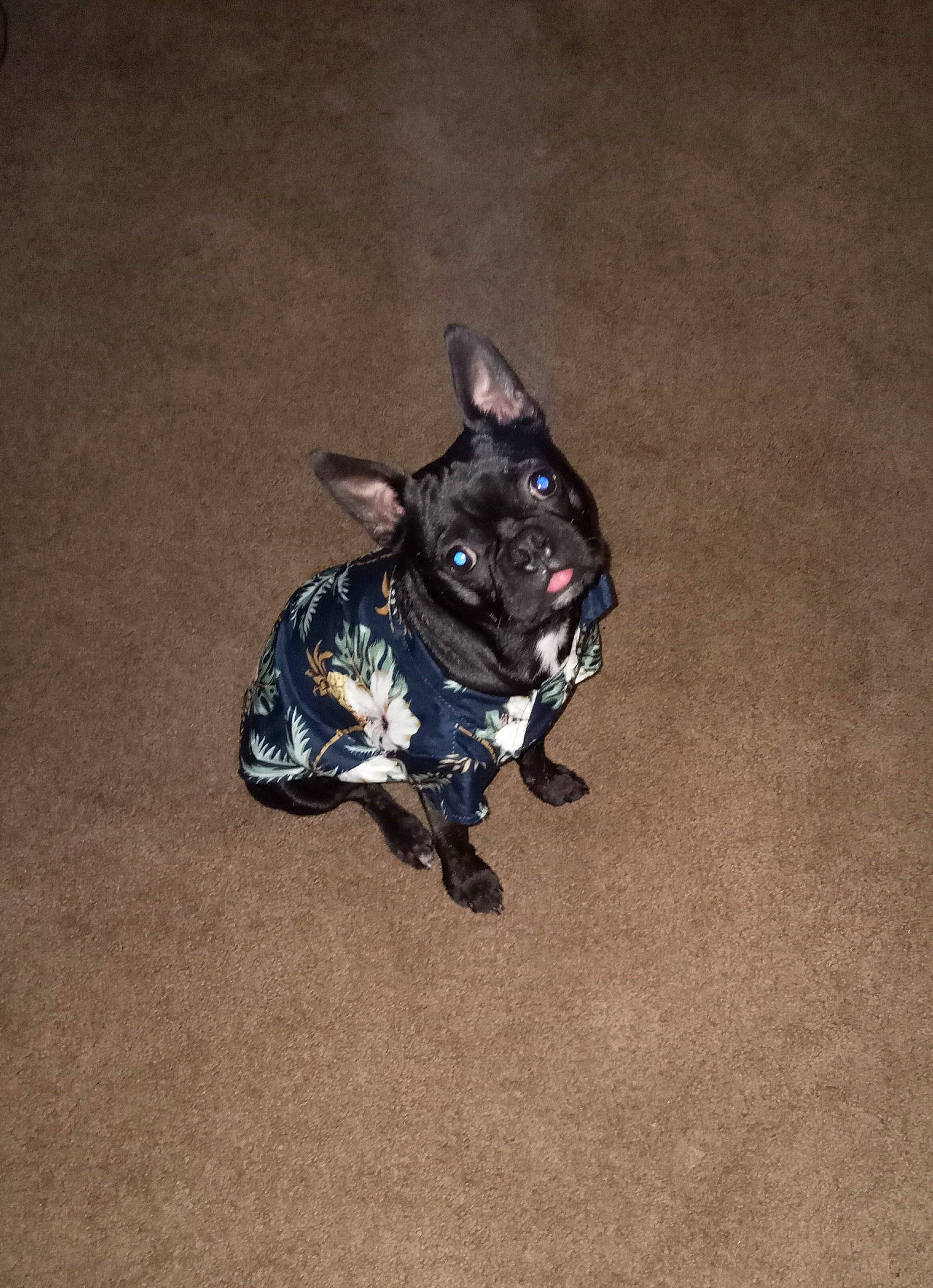 Maximus Cain is registered to the contest to win money with this photo: boston_terrier, canidae, carnivore, collar, companion_dog, dog, dog_breed, dog_clothes, dog_collar, dog_supply, electric_blue, fawn, felidae, fur, guard_dog, leash, tail, toy_dog, whiskers, working_animal