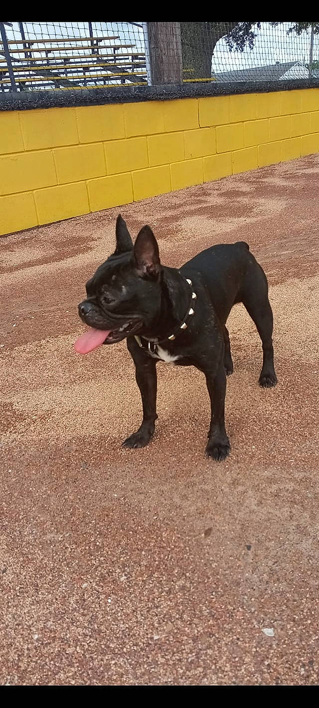 Maximus Cain joined the competition — help win amazing prizes! boston_terrier, bulldog, canidae, carnivore, collar, companion_dog, dog, dog_breed, dog_collar, dog_supply, fawn, french_bulldog, grass, pet_supply, snout, sporting_group, tail, terrestrial_animal, toy_dog, working_animal