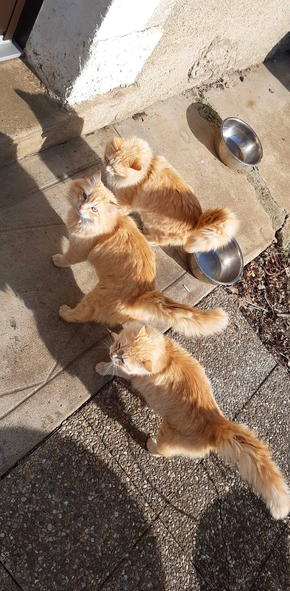 Nounoune participe au concours pour gagner de l'argent avec cette photo : asphalt, carnivore, companion_dog, dog_breed, fawn, felidae, fur, mammal, road, road_surface, shadow, sidewalk, small_to_medium_sized_cats, snout, spoon, sporting_group, tableware, tail, vertebrate, whiskers