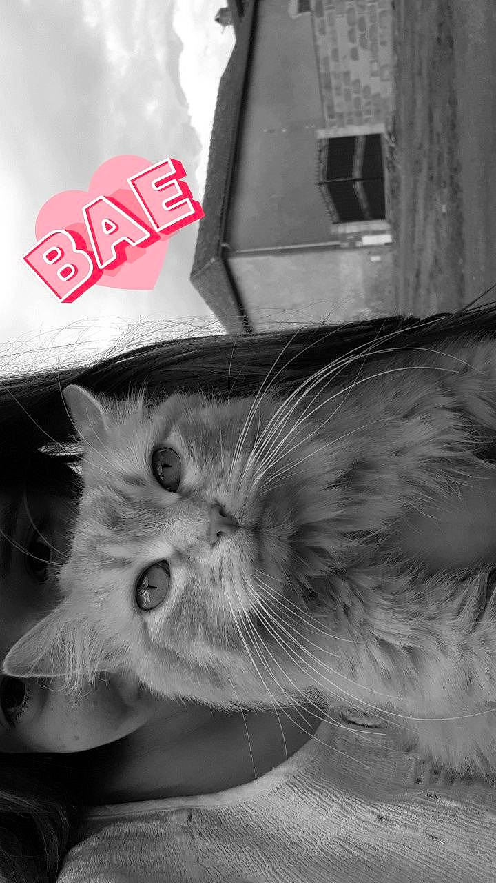 Nounoune a rejoint le concours — aidez-le/la à gagner de superbes lots ! black, black_and_white, carnivore, cat, domestic_short_haired_cat, eye, felidae, font, fur, iris, monochrome, monochrome_photography, paw, photo_caption, small_to_medium_sized_cats, snapshot, snout, stock_photography, style, whiskers