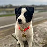 puppy, dog, black_and_white, collar, pet, outdoor, stone, blurred_background, road, water, fur, cute, animal, young, sitting, curious, pink_collar, nose, ears, nature