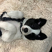 Yunna a rejoint le concours — aidez-le/la à gagner de superbes lots ! puppy, dog, black_and_white, lying_down, harness, curious, fluffy, soft_rug, indoor, pet, young_dog, ears_up, cute, animal, mammal, playful, fur, close_up, resting, adorable