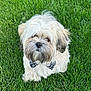 Ozzy joined the competition — help win amazing prizes! dog, bow_tie, grass, outdoor, pet, fluffy, cute, animal, canine, fur, sitting, portrait, nature, green, small_dog, companion, friendly, adorable, domestic_animal, well_groomed