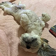Ozzy is registered to the contest to win money with this photo: dog, pet, fluffy, lying_down, belly_up, relaxed, cute, indoor, blanket, fur, ears, paw, canine, animal, sleepy, home, cozy, soft, resting, companion