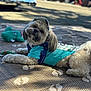 dog, pet, outdoor, toy, cap, clothing, turquoise, fur, matted, relaxed, sunlight, pattern, animal, cute, lying_down, summer, playful, small_dog, accessory, curious