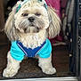 Ozzy is registered to the contest to win money with this photo: dog, pet, canine, fur, clothing, shirt, hat, visor, doorway, indoor, portrait, animal, cute, fluffy, standing, looking, brown_eyes, white_fur, blue_clothing, accessory