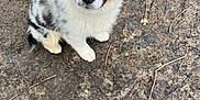 Billy participe au concours pour gagner de l'argent avec cette photo : puppy, dog, blue_eye, brown_eye, cute, fluffy, sitting, looking_up, outdoor, earth, twigs, curious, animal, pet, young_dog, fur, black_and_white, brown_spots, nature, ground