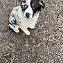 puppy, dog, blue_eye, brown_eye, cute, fluffy, sitting, looking_up, outdoor, earth, twigs, curious, animal, pet, young_dog, fur, black_and_white, brown_spots, nature, ground