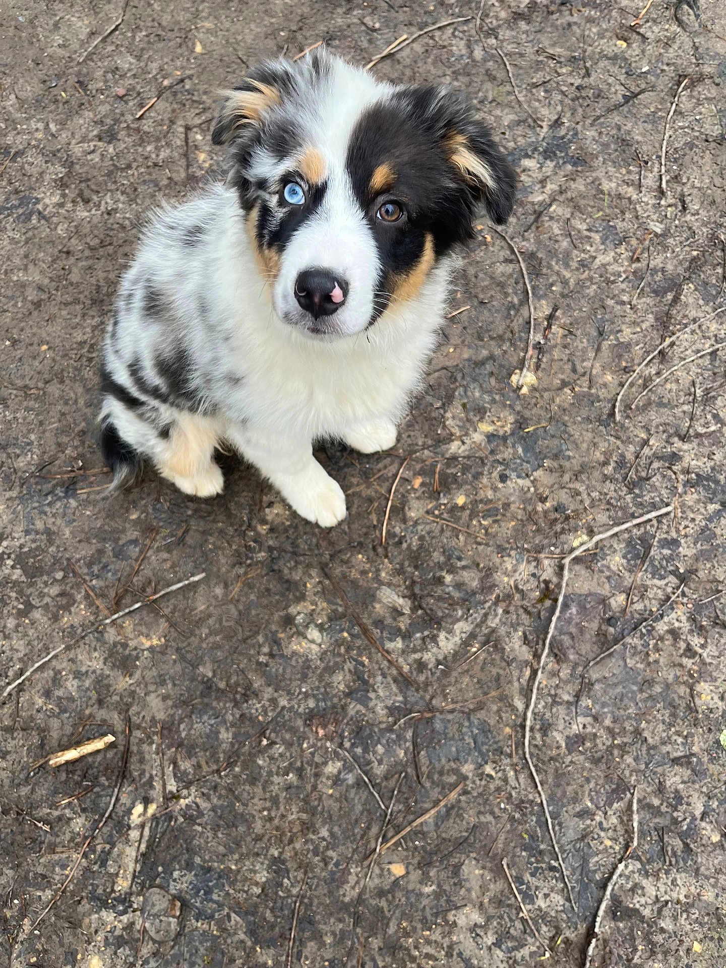 Billy participe au concours pour gagner de l'argent avec cette photo : puppy, dog, blue_eye, brown_eye, cute, fluffy, sitting, looking_up, outdoor, earth, twigs, curious, animal, pet, young_dog, fur, black_and_white, brown_spots, nature, ground