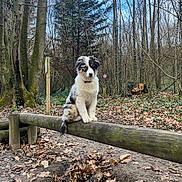 Billy participe au concours pour gagner de l'argent avec cette photo : puppy, dog, forest, tree, wooden_beam, outdoor, nature, leaf, animal, cute, young_dog, brown, white, black, fur, canine, pet, walking_path, adventure, balance