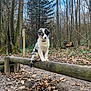 puppy, dog, forest, tree, wooden_beam, outdoor, nature, leaf, animal, cute, young_dog, brown, white, black, fur, canine, pet, walking_path, adventure, balance
