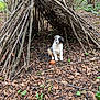 Billy participe au concours pour gagner de l'argent avec cette photo : puppy, dog, forest, leaves, sticks, teepee, outdoor, nature, toy, orange, brown, white, black, curious, young, animal, playful, ground, wood, adventure
