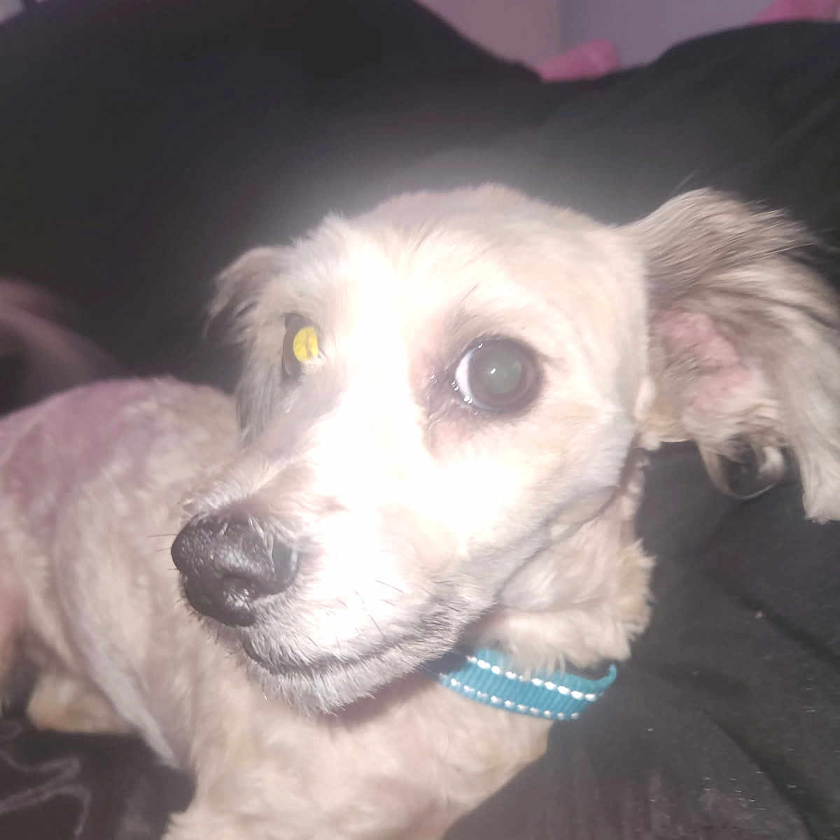 Max joined the competition — help win amazing prizes! animal, canine, close_up, collar, companion, cute, dog, domestic_animal, ears, flash, fur, indoor, light_reflection, looking_away, mammal, pet, portrait, small_dog, snout, whiskers