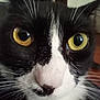 cat, close_up, black_and_white, yellow_eyes, whiskers, face, pet, animal, domestic_cat, fur, curious, indoor, portrait, muzzle, nose, eyeball, feline, close_shot, looking, cute