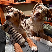 Copper And Steel joined the competition — help win amazing prizes! animal, australian_shepherd, bed, blanket, blue_eyes, companion, curious, cute, dog, domestic, ears, fur, indoor, lying_down, pet, playful, puppy, sock, toy, wooden_cabinet