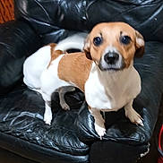 Meany joined the competition — help win amazing prizes! animal, black_chair, brown_and_white, canine, companion, curious, dog, ears, four_legs, fur, furniture, home, indoor, leather_chair, looking_at_camera, motion_blur, pet, small_dog, tail, wooden_floor