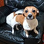 animal, black_chair, brown_and_white, canine, companion, curious, dog, ears, four_legs, fur, furniture, home, indoor, leather_chair, looking_at_camera, motion_blur, pet, small_dog, tail, wooden_floor