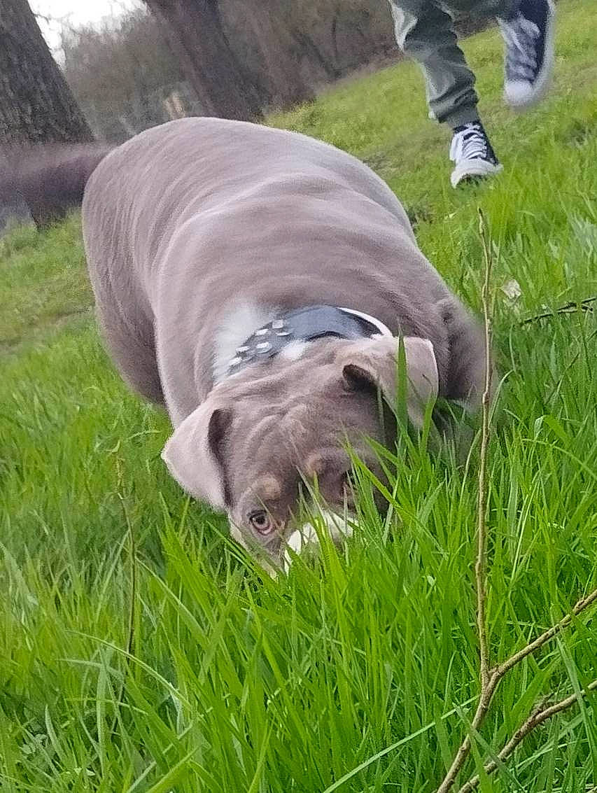 Téssa participe au concours pour gagner de l'argent avec cette photo : carnivore, companion_dog, dog, dog_breed, earless_seal, grass, grassland, gun_dog, liver, plant, sporting_group, tail, terrestrial_animal, wildlife, working_animal