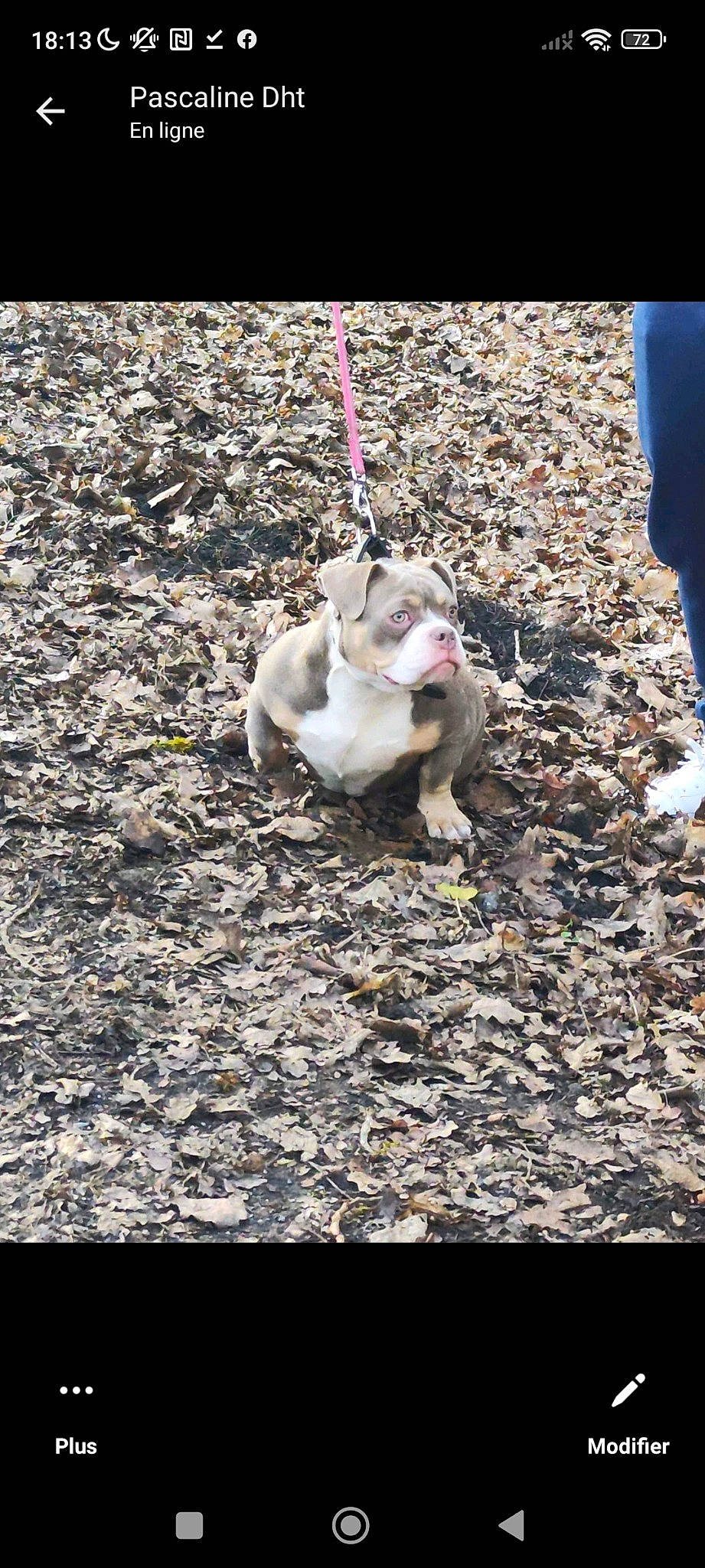 Téssa a rejoint le concours — aidez-le/la à gagner de superbes lots ! asphalt, canidae, carnivore, cat, collar, companion_dog, dog_breed, fawn, felidae, fur, grass, leash, paw, road_surface, small_to_medium_sized_cats, snout, soil, sporting_group, tail, whiskers