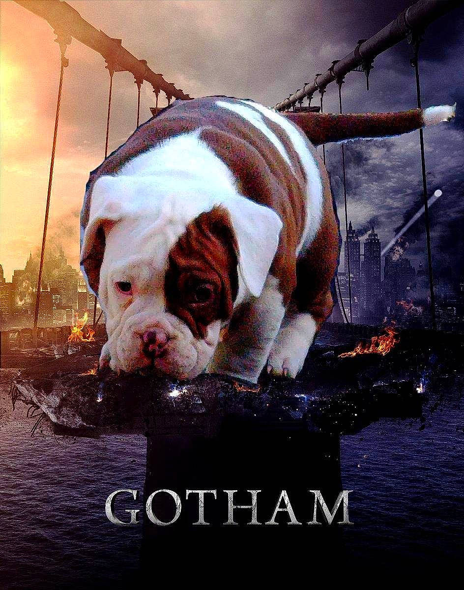 Gotham participe au concours pour gagner de l'argent avec cette photo : advertising, bulldog, carnivore, cloud, collar, companion_dog, dog, dog_breed, dog_collar, fawn, font, happy, photo_caption, poster, sky, snout, sporting_group, stock_photography, water, window