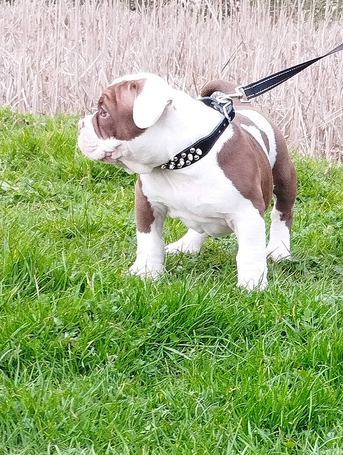 Gotham participe au concours pour gagner de l'argent avec cette photo : bulldog, canidae, carnivore, collar, companion_dog, dog, dog_breed, dog_collar, dog_supply, fashion_accessory, fawn, grass, leash, pet_supply, plant, snout, sporting_group, tail, terrestrial_animal, working_animal