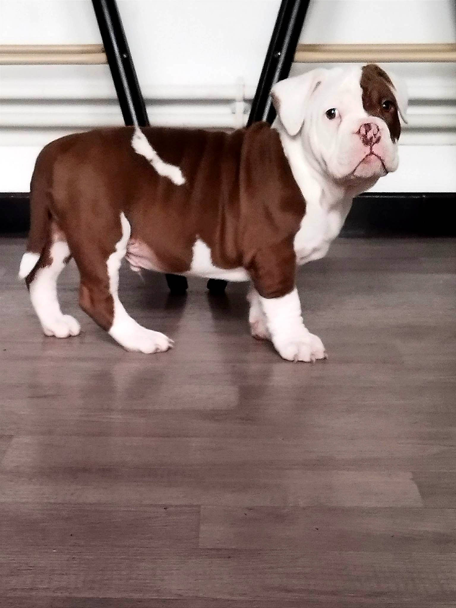 Gotham participe au concours pour gagner de l'argent avec cette photo : bulldog, canidae, carnivore, collar, companion_dog, dog, dog_breed, dog_collar, fashion_accessory, fawn, flooring, hardwood, leash, snout, sporting_group, tail, terrestrial_animal, toy, wood, working_animal