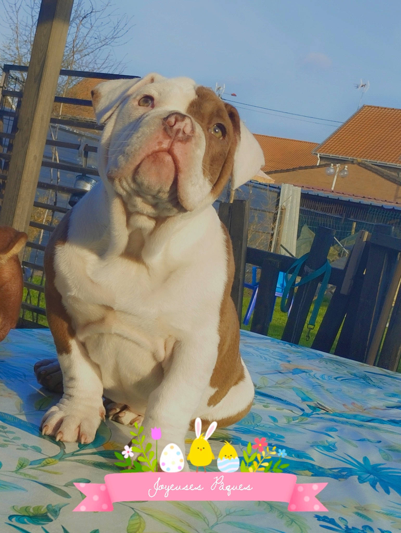 Gotham participe au concours pour gagner de l'argent avec cette photo : art, barechested, child, companion_dog, event, fawn, fun, grass, happy, leisure, recreation, sand, sculpture, sitting, sky, textile, toddler, tourism, toy, vacation