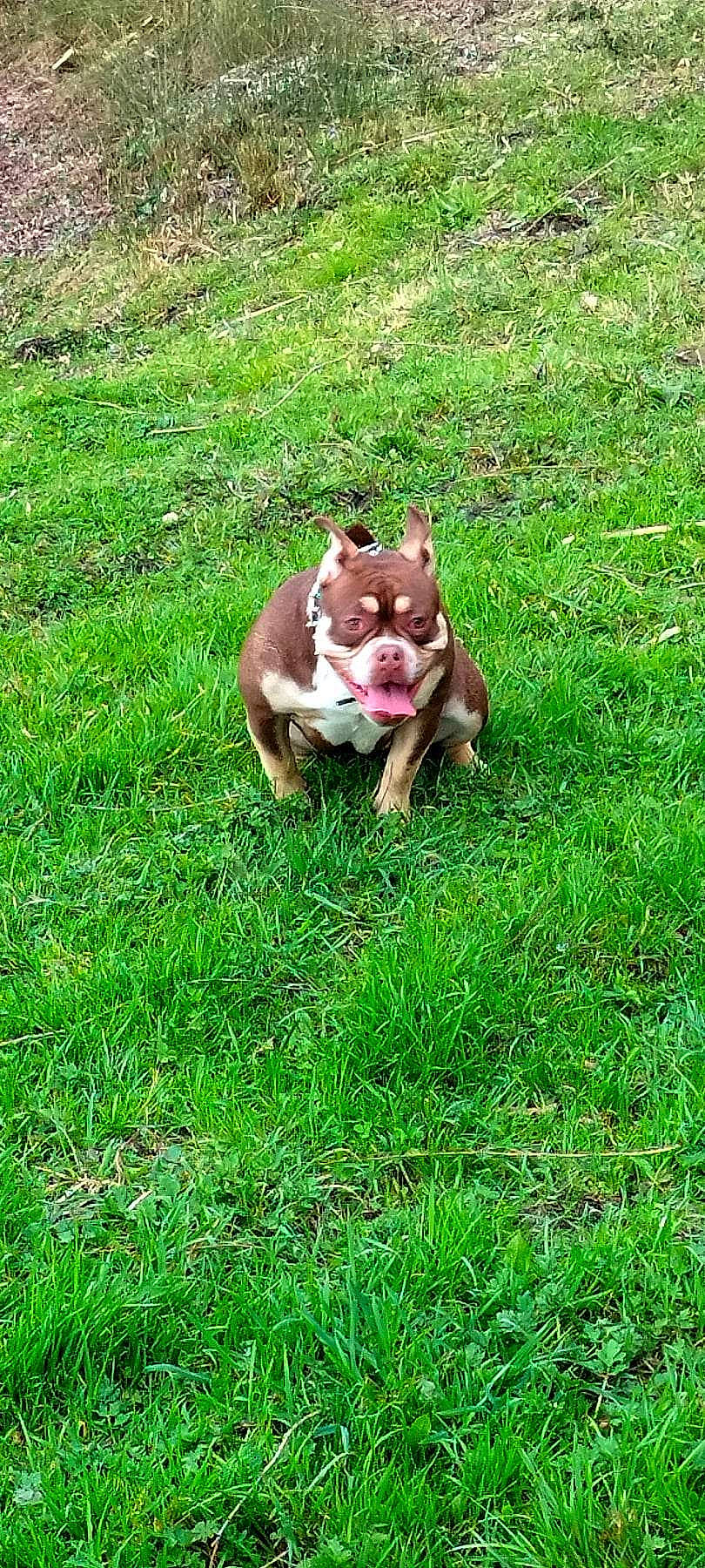 Néssie participe au concours pour gagner de l'argent avec cette photo : boston_terrier, bulldog, canidae, carnivore, companion_dog, dog, dog_breed, fawn, grass, grassland, groundcover, lawn, liver, plant, sporting_group, tail, terrestrial_animal, whiskers, wildlife, working_animal