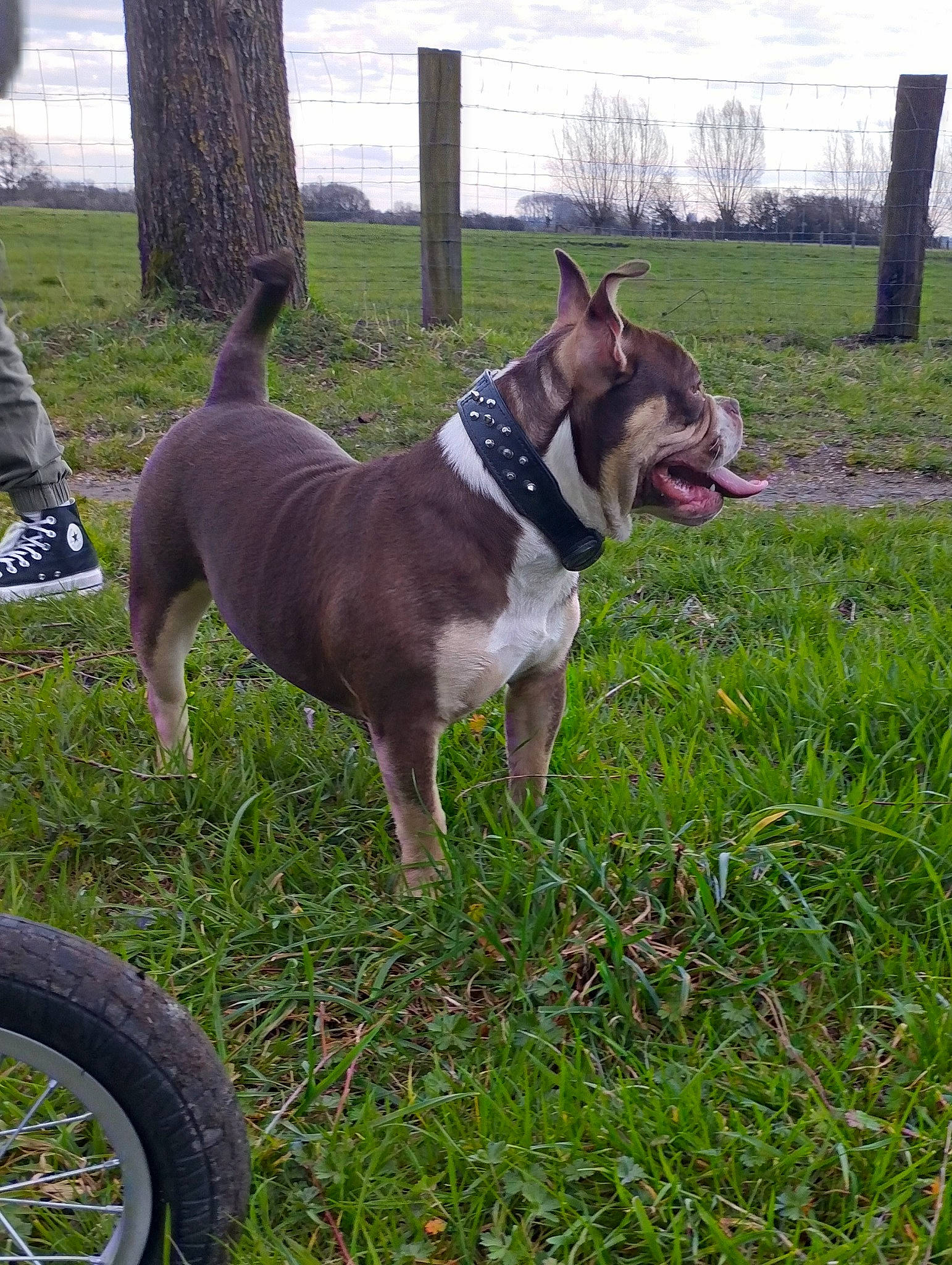 Néssie participe au concours pour gagner de l'argent avec cette photo : automotive_tire, carnivore, collar, companion_dog, dog, dog_breed, dog_collar, dog_supply, fawn, grass, leash, pet_supply, plant, snout, sporting_group, tail, tire, tread, wheel, working_animal