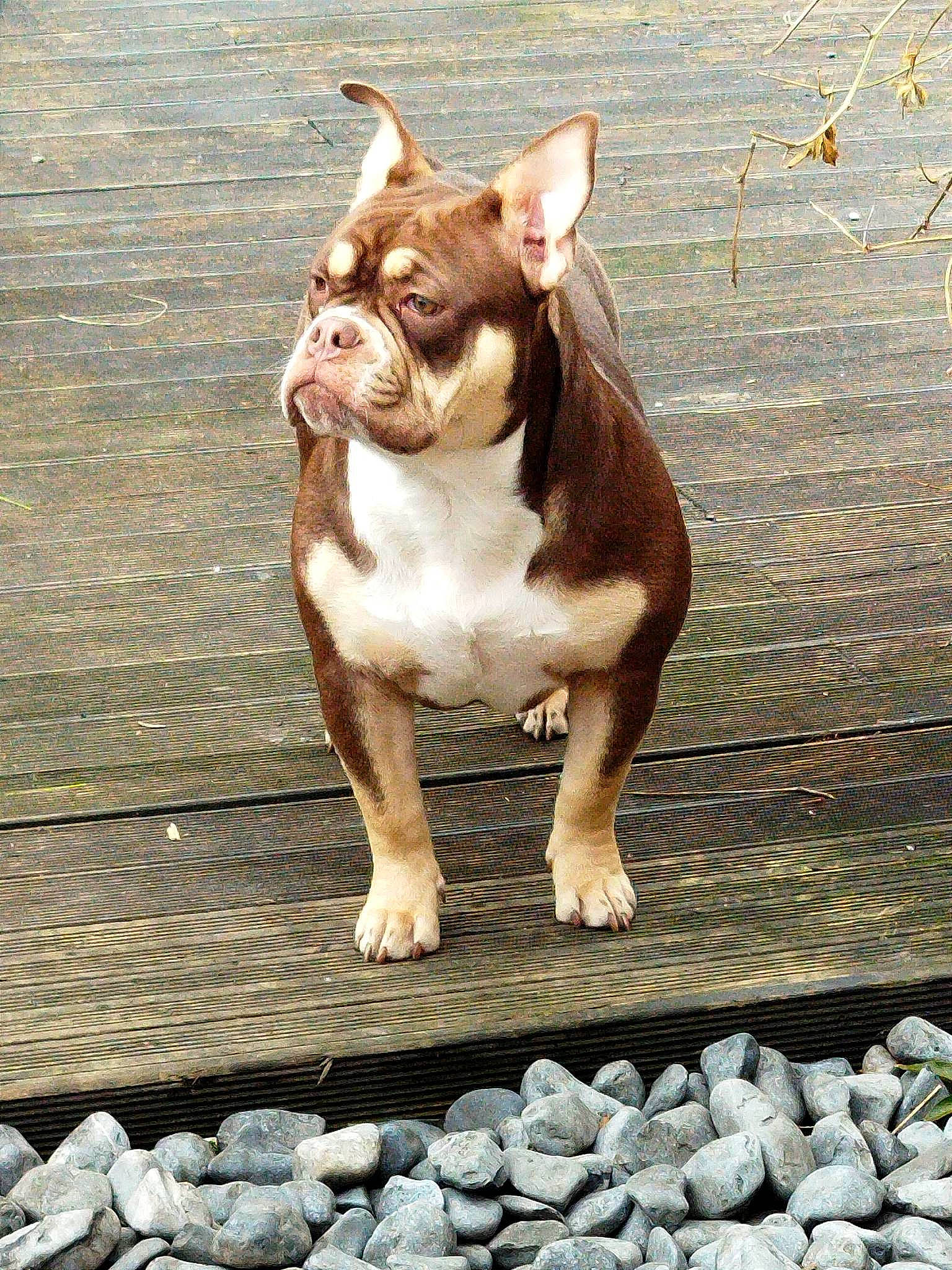 Néssie a rejoint le concours — aidez-le/la à gagner de superbes lots ! brick, brickwork, carnivore, cobblestone, companion_dog, dog, dog_breed, fawn, grass, liver, molosser, rock, snout, sporting_group, tail, terrestrial_animal, whiskers, wood, working_animal, wrinkle