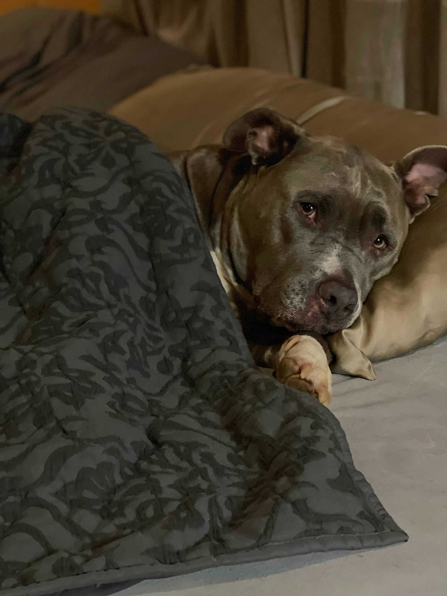 Georgia joined the competition — help win amazing prizes! bed, canidae, carnivore, comfort, companion_dog, dog, dog_breed, dog_supply, event, fawn, grey, guard_dog, linens, non_sporting_group, sporting_group, terrestrial_animal, toy_dog, whiskers, working_animal