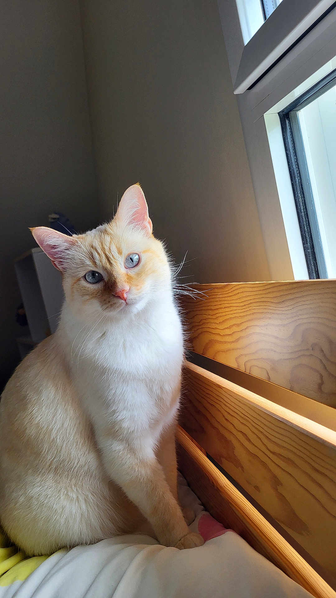 Ori a rejoint le concours — aidez-le/la à gagner de superbes lots ! cat, blue_eyes, cream_fur, bed, wooden_headboard, window, natural_light, indoor, pet, feline, curious, sitting, soft_light, cozy, fur, whiskers, ears, animal, domestic, portrait