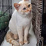 Ori participe au concours pour gagner de l'argent avec cette photo : cat, cream_colored, blue_eyes, sitting, curious, fluffy, indoor, cage, striped_curtain, pet, animal, whiskers, tail, ears, feline, domestic, fur, looking_away, quiet, companion