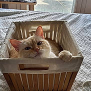 Ori participe au concours pour gagner de l'argent avec cette photo : cat, basket, bed, blanket, indoor, pet, feline, relaxed, paw, white, texture, light, window, toy, feather, cozy, comfortable, resting, home, animal