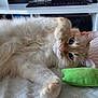 Ori participe au concours pour gagner de l'argent avec cette photo : cat, fluffy, playful, pet, indoor, plush_toy, green_toy, white_surface, closeup, feline, cute, relaxed, paw, lying_down, home, keyboard, desk, board_game, orange_eyes, soft_fur