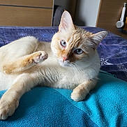 Ori participe au concours pour gagner de l'argent avec cette photo : cat, blue_eyes, orange_fur, cream_fur, bed, pillow, purple_bedspread, star_pattern, indoor, pet, feline, whiskers, curious, relaxed, paw, fur, domestic_animal, resting, closeup, cute