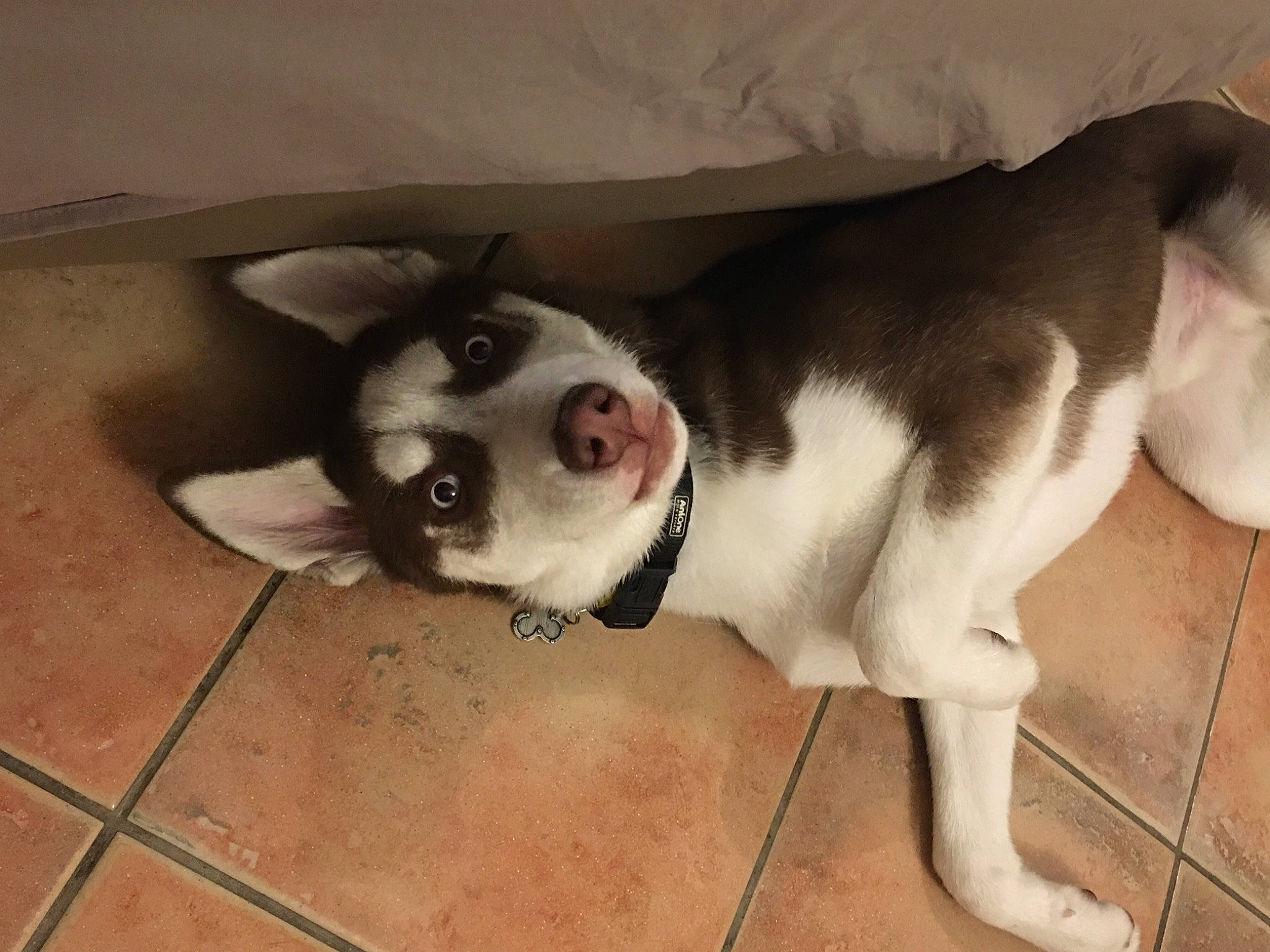 Wolf a rejoint le concours — aidez-le/la à gagner de superbes lots ! boston_terrier, canidae, carnivore, collar, comfort, companion_dog, dog, dog_breed, dog_collar, fawn, flooring, fur, non_sporting_group, paw, pet_supply, snout, sporting_group, tail, whiskers, working_animal